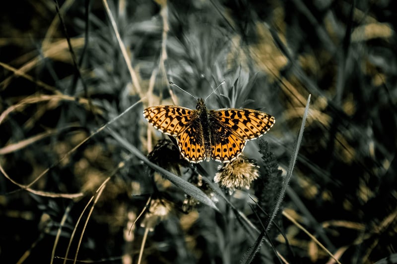 Butterfly Image